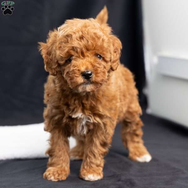 Abbie, Toy Poodle Puppy